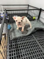 Snow , a female French Bulldog for sale in Miami, FL – Photo 2 of 3