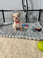 Mashmellow , a female French Bulldog for sale in Miami, FL – 3 of 4
