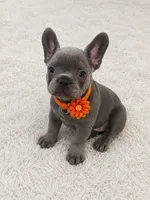 Luie , a male French Bulldog for sale in Miami, FL – 2 of 3
