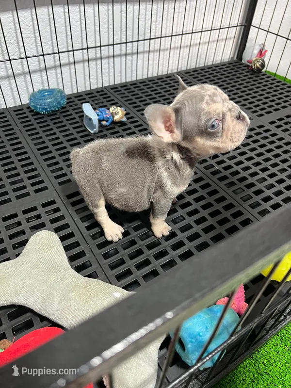 Yiyo – French Bulldog puppy for sale in Miami, FL