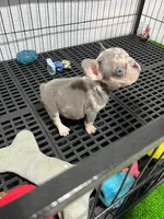 Yiyo, a male French Bulldog for sale in Miami, FL – 1 of 4