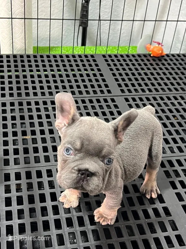 Waldo  – French Bulldog puppy for sale in Miami, FL