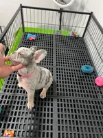Fifi , a female French Bulldog for sale in Miami, FL – 2 of 5