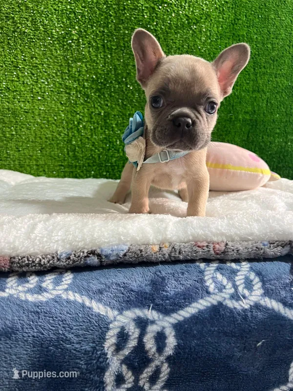 Shirley  – French Bulldog puppy for sale in Miami, FL