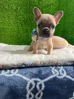 Shirley , a male French Bulldog for sale in Miami, FL – 1 of 10