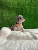 Siro , a male French Bulldog for sale in Miami, FL – 4 of 10