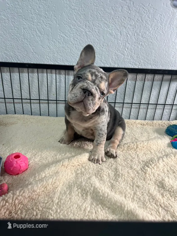 Yiyo – French Bulldog puppy for sale in Miami, FL
