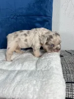 Bear , a male French Bulldog for sale in Miami, FL – 4 of 10