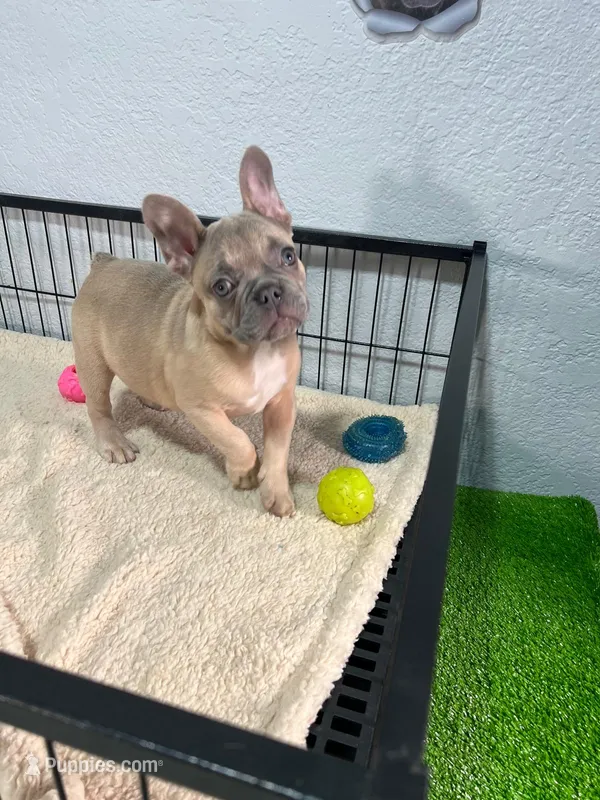 Shirley  – French Bulldog puppy for sale in Miami, FL