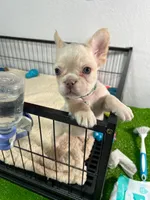 Mashmellow , a female French Bulldog for sale in Miami, FL – 9 of 10