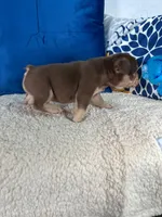 Rojo , a male French Bulldog for sale in Miami, FL – 4 of 4