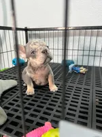 Yiyo, a male French Bulldog for sale in Miami, FL – 2 of 4