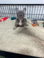 Leo , a male French Bulldog for sale in Miami, FL – 5 of 8