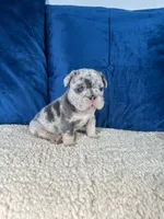 Bruno , a male French Bulldog for sale in Miami, FL – 4 of 6