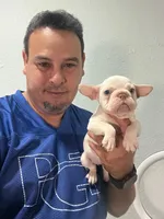 Zira , a female French Bulldog for sale in Miami, FL – 3 of 6