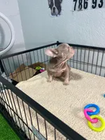 Max , a male French Bulldog for sale in Miami, FL – 3 of 5