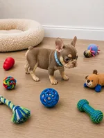 Minnie me , a male French Bulldog for sale in Miami, FL – 2 of 3