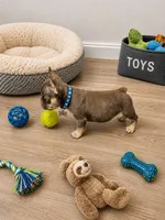 Minnie me , a male French Bulldog for sale in Miami, FL – 3 of 3