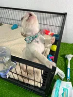 Mashmellow , a female French Bulldog for sale in Miami, FL – 2 of 10