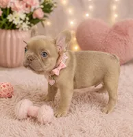 Amaya , a female French Bulldog for sale in Miami, FL – Photo 3 of 3