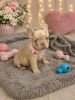 Amaya , a female French Bulldog for sale in Miami, FL – Photo 1 of 3