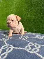 Toby , a male French Bulldog for sale in Miami, FL – 8 of 10