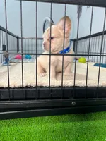Snow , a male French Bulldog for sale in Miami, FL – 8 of 8