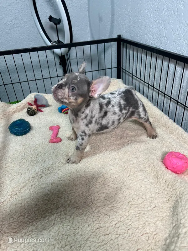 Fifi  – French Bulldog puppy for sale in Miami, FL