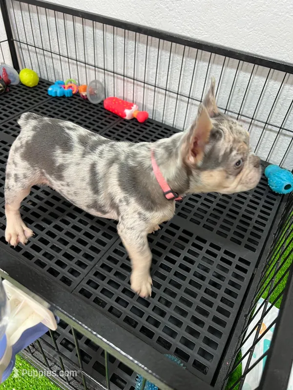 Tiny  – French Bulldog puppy for sale in Miami, FL