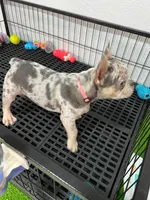 Tiny , a female French Bulldog for sale in Miami, FL – 3 of 10