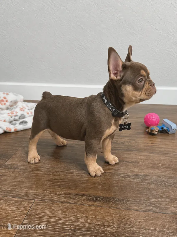 Minnie me  – French Bulldog puppy for sale in Miami, FL