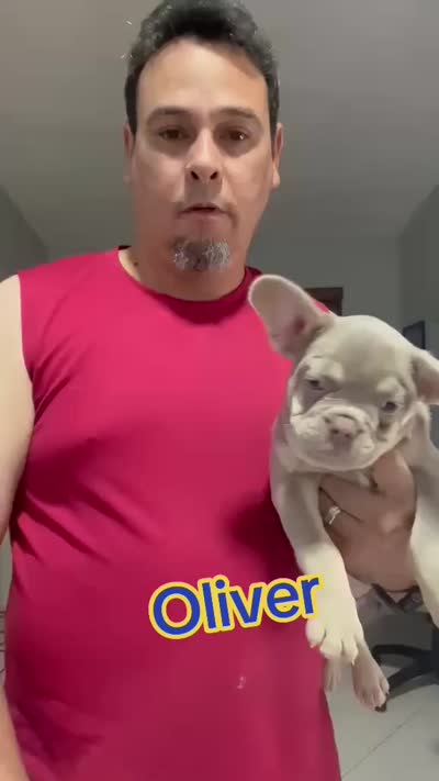 Oliver , a male French Bulldog for sale in Miami, FL – 1 of 1
