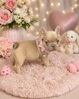 Amaya , a female French Bulldog for sale in Miami, FL – Photo 1 of 3
