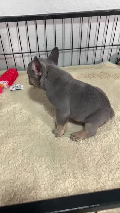 Leo , a male French Bulldog for sale in Miami, FL – 8 of 8
