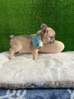 Shirley , a male French Bulldog for sale in Miami, FL – 9 of 10