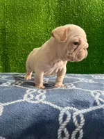 Toby , a male French Bulldog for sale in Miami, FL – 2 of 10
