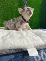 Filo , a male French Bulldog for sale in Miami, FL – 4 of 10