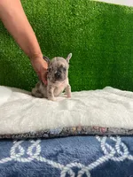 Siro , a male French Bulldog for sale in Miami, FL – 6 of 10