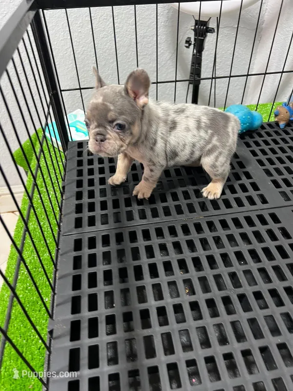 Fifi  – French Bulldog puppy for sale in Miami, FL