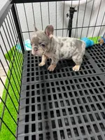 Fifi , a female French Bulldog for sale in Miami, FL – 1 of 9