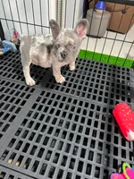 Siro , a male French Bulldog for sale in Miami, FL – 2 of 9
