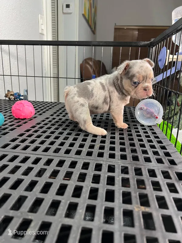 Lili  – French Bulldog puppy for sale in Miami, FL