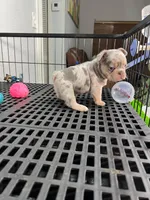 Lili , a female French Bulldog for sale in Miami, FL – 1 of 3