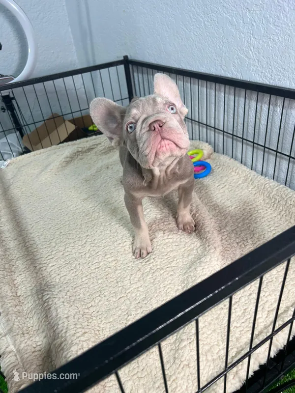 Max , a male French Bulldog for sale in Miami, FL – 1 of 5