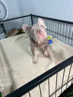 Max , a male French Bulldog for sale in Miami, FL – 1 of 5