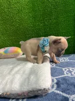 Shirley , a male French Bulldog for sale in Miami, FL – 2 of 10