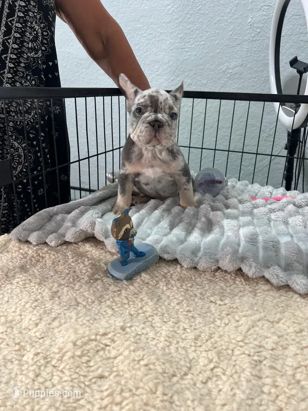 Bruno  – French Bulldog puppy for sale in Miami, FL