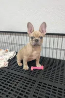 Cody, a male French Bulldog for sale in Miami, FL – Photo 4 of 4
