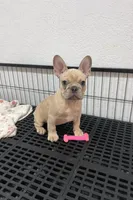 Cody, a male French Bulldog for sale in Miami, FL – Photo 1 of 4