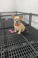 Cody, a male French Bulldog for sale in Miami, FL – Photo 2 of 4